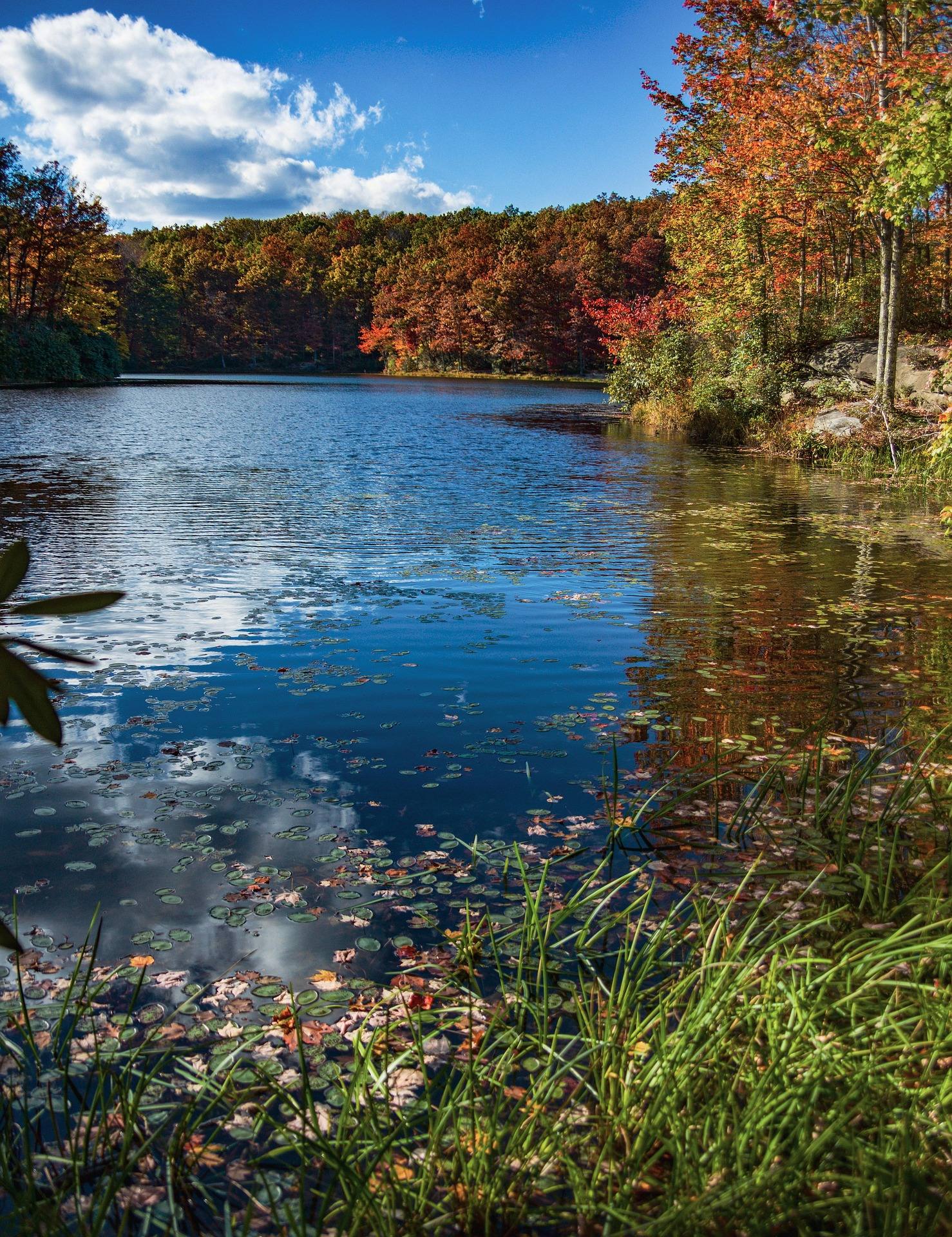 Fallen autumn leaves along a quiet West Virginia lake shoreline below red and orange trees